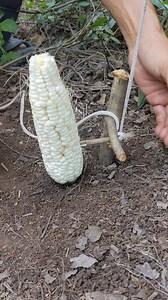 Set up snare trap with corn #trap #reels #bushcraft #snare #creative #ideas #survival | Mr Rachea
