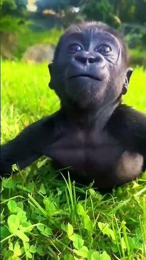 What's the CUTEST Animal Moment You've Ever Seen?