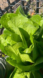 Harvest cos lettuce #growyourownfood #backyardgarden #homegrown #garden #fyp | GrowwithChea