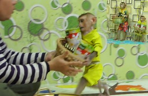 19K views · 743 reactions | Wow Unbelievable spoil monkey Kevin can bring food to Mom for breakfast | Monkey Kevin | Facebook