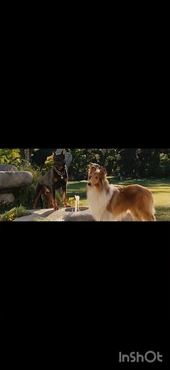 Marmaduke (2010) Jezebel & Bosco