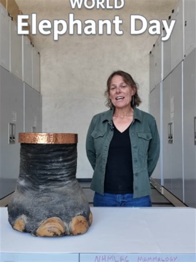 🐘 You're familiar with our iconic elephant diorama, but what do you know about earth's largest land animal? Celebrate this World Elephant Day with interesting facts courtesy of Dr. Kayce Bell, Associate Curator of Terrestrial Mammalogy.