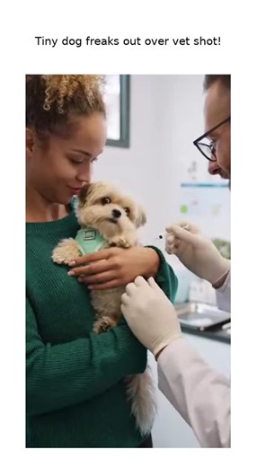 @catnipdealr on Instagram: "Watch this tiny dog hilariously react to a vet's injection attempt in a cozy clinic. Such dramatic eyes and squirming! #VetClinic #FunnyDog #PetCare #TinyDogDrama #HilariousPets #ClínicaVeterinaria #PerrosDivertidos #CuidadoDeMascotas #DramasDeMascotas #MascotasGraciosas #Tierarztpraxis #LustigeHunde #Haustierpflege #KleineHundeDrama #LustigeTiere #PashuSewa #HasyaKutte #PaltuJanwarKiDekhbhal #ChhoteKutteKaNatak #HasyaPaltu #ВетеринарнаяКлиника #СмешныеСобаки #УходЗаЖ