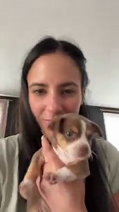 18K views · 1.7K reactions | The great dane and chihuahua who prove that love has no boundaries, especially when it comes to rescue dogs ❤️ Watch their heartwarming story unfold  #rescuepups #cutevideos | Dear Danes | Facebook