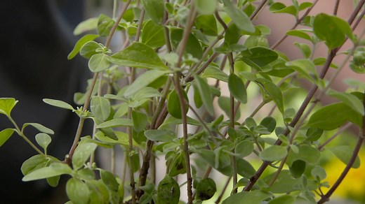 History & Uses of Marjoram | Britannica
