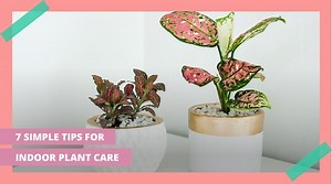 54K views · 600 reactions | If you have dreams of becoming a plant mom, these will ensure that your plants don't die on you.  Read more: https://bit.ly/3ipF2bf | Smart Parenting | Facebook