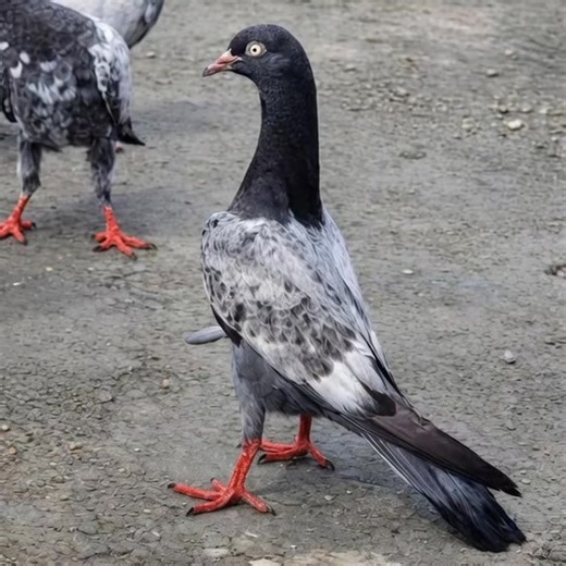 #kabutarbazi2026love #kabutarkingforyou #kabutarbazi #kabutarshok ###fyppppp________ppppp🔥🌚ppppp🤕🔥😵ppppp @Mithu Lali