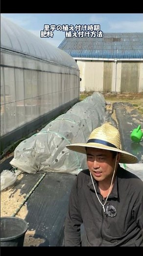 里芋の植え付け時期と植え付け