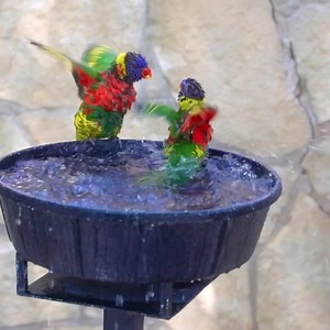 373K views · 10K reactions | Lorikeet pool party time! ️ | San Antonio Zoo | Facebook