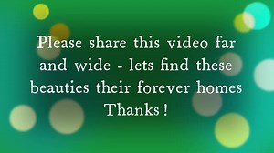 🐕🐕‍🦺Here are all the dogs that are currently available here at Oakwood Dog Rescue - please can you share this video with all your friends and family so we can reach as many people as possible - we really need to find these beautiful dogs their forever homes. 👀 See a dog you like? Please message us if you need any further information or pop to our website to start your application! 👍Cheers! | Oakwood Dog Rescue