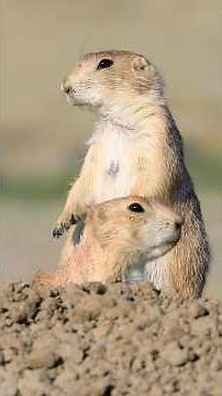 Prairie Dogs Can Recognize You—and They Gossip About It