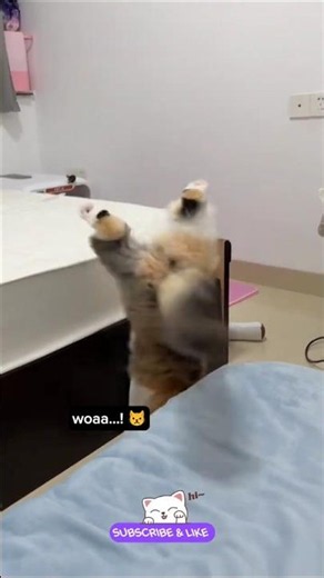 i need to pee - now!😅#catreaction #catbehavior #catvideos #catshorts #funnycats #cutecat