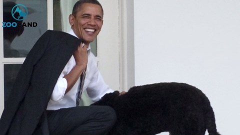 Obama Family Shared Adorable Holiday Card Co-Signed by Their Dogs Sunny and Bo