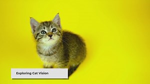 What Colors Do Cats See?