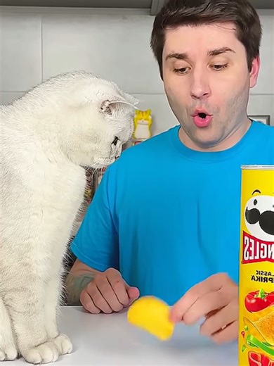 #funnycats #funnyvideo #magiccat #fyp #tiktok