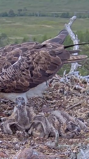 16K views · 265 reactions | [ E#912 ] - Review bird nest family daily life in their nest | Review mother birds bring food to feed her chicks in the nest!! #reviewbirdnest #birdslover #naturelovers #birdsounds #birdschirping #birdsofinstagram #birdlife #birds #birdswatching #birdsnest #wildbirdsphotography #birdsforest | Bird Plus Nature | Facebook