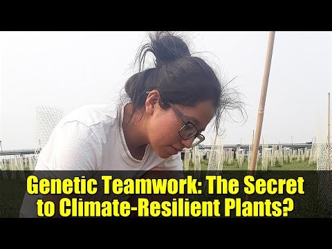 Genetic Teamwork: The Secret to Climate-Resilient Plants? | Penn State Research Explained