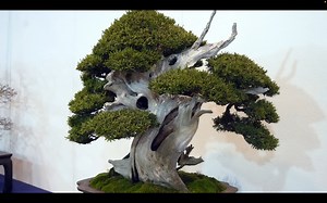 66K views · 6.7K reactions | Bringing a little piece of nature indoors with this gorgeous bonsai tree  | Japan Bonsai | Facebook