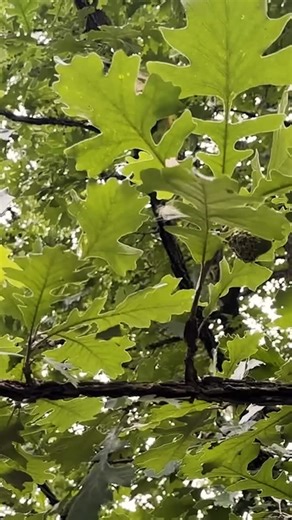 This week we are spotlighting Quercus macrocarpa, or the bur oak🌳 The often overlooked bur oak is ecologically vital, providing food and habitat for diverse wildlife through its acorns and nesting opportunities, and its adaptability to various conditions, including poor soils, drought, and even fire —making it a keystone species in prairie, savanna, and woodland ecosystems. Join us on youtube.com/@scottarboretum for full-length virtual tours of the arboretum grounds. | Scott Arboretum & Gardens