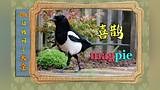 喜鹊 magpie 《吉兆之鸟》