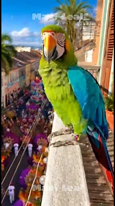 🦜🎵 “Ritmo en las Plumas: Samba Time!” | Maxi Leal