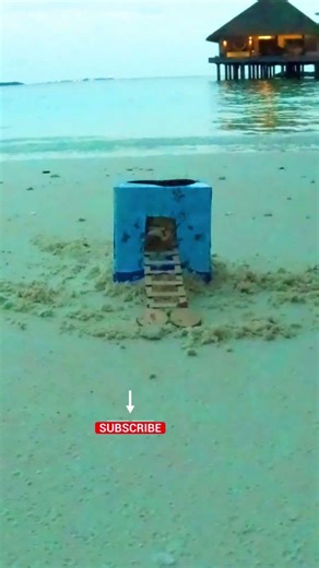 Can This Tiny Sea Shell Escape? 🐚 Beach Viral Challenge