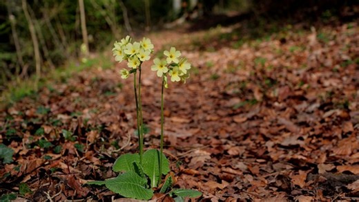 Cowslip, Flower, Plant. Free Stock Video