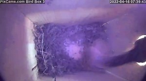 Check out our new live streaming chickadee nest box located in Murrysville PA. She's busy building her nest. Watch the nest boxes live here: https://pixcams.com/bird-nest-boxes/ #pixcams #nestbox #bird #birds #livebirds | PixCams