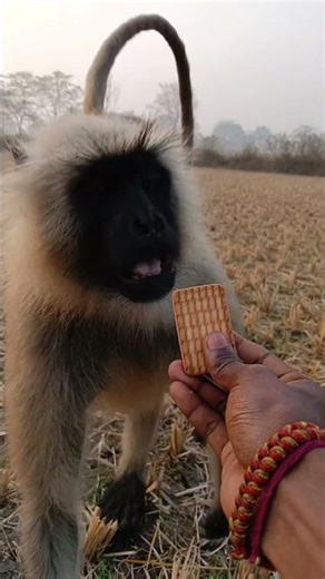 Slow & Calm Monkey Video for Relaxation🐒🐒