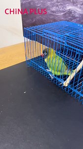 61K views · 1.1K reactions | Have you ever seen parrots do better garbage sorting than humans? #EcoFuture #EcoCivilization #Foryou #FunChina | China Plus Culture | Facebook