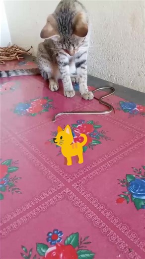 Exploring the Bond Between Cats and Snakes