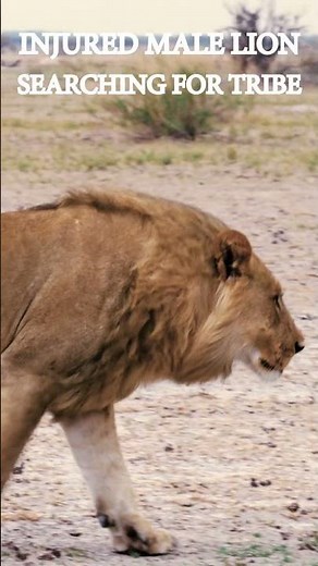 What Happens When an injured LOST LION Enters the wild?