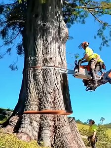 709K views · 1.6K reactions | Watch skilled workers handle tree cutting with precision, technique, and complete control! ✨ #treecutting #timberwork #skilledworkers #woodwork #forestrylife | Fish & Funnies | Facebook
