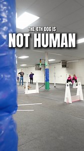 1.6M views · 14K reactions | Fastest Dog Ever | RundownRiver | Facebook