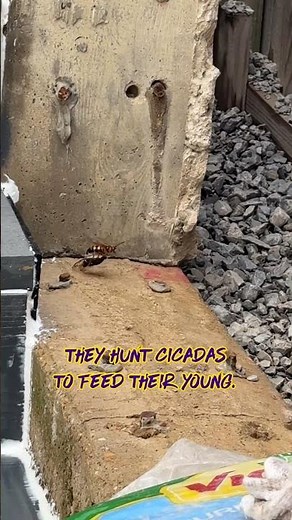 Cicada Killer introduction, pesticide-free preventative exclusion and removal treatment