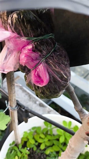 The Growth Journey of Fig Trees: The Joy of Planting | Episode 3160