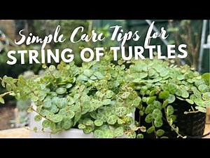 🐢 Simple Care Tips for STRING of TURTLES 🐢