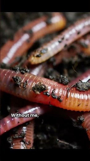 Giant African Millipede: 400 Legs of Slow, Silent Power