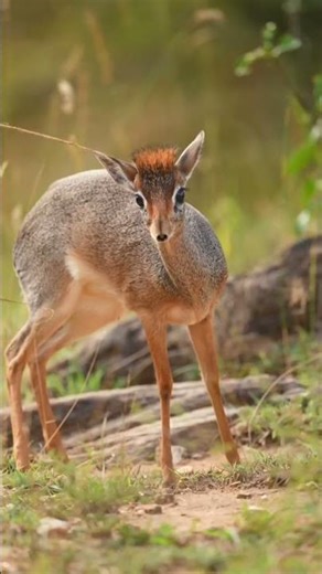 World smallest deer species (royal antelope)... #wildlife #animals #facts #deer
