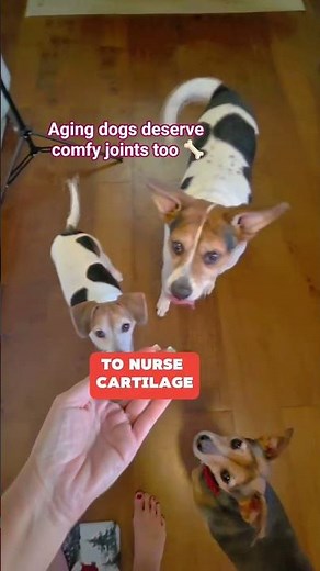 The Best Hip & Joint Support for Dogs