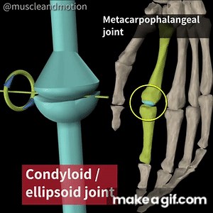 CONDYLOID JOINT on Make a GIF