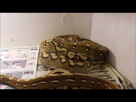 Breeding Reticulated Pythons, Introduction and How to