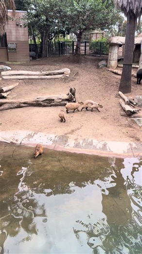 Vicha Cali (@vicha.cali)’s videos with original sound - Vicha Cali