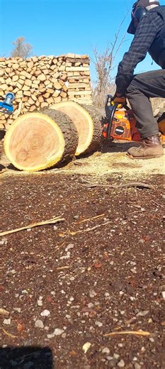 Chainsawing the beautiful red oak logs that TimberMasters brought over. This one is 15" diameter & straight as an arrow !! | Crossroads Firewood Charity | Facebook