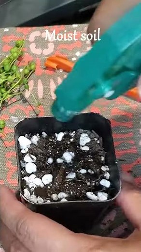 String of Pearls Propagation #SHORTS