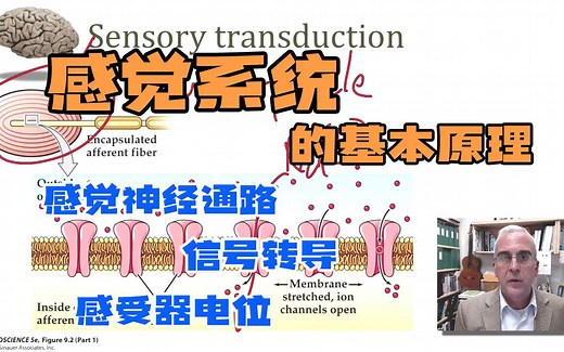 【中英】11、人体感觉系统的基本原理（一）（二） - 感觉神经通路、信号转导、感受器电位、感受野、适应、标签线路、阈值 - 神经科学 - 杜克大学