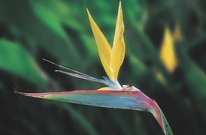 Indigenous Plants for Your Summer Garden from Lifestyle Home Garden