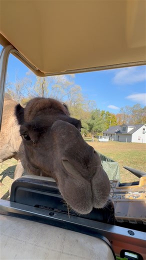 Our camel wants all the leftover Halloween candy! Especially if you have any Snickers candy bars 😁 | Red Budd Ranch
