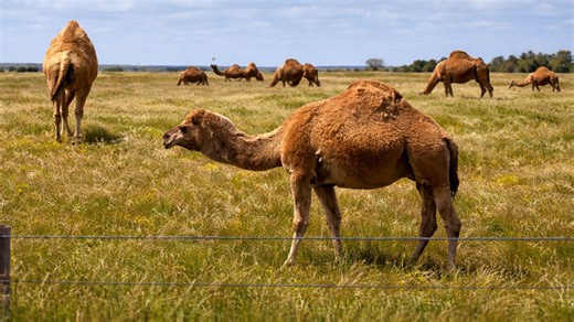 How Did Camels End Up in Australia Wild Lands