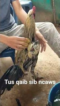 Tu qaib sib ncaws 12/12/2025